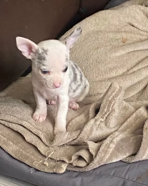 Cuccioli di Pomerania inestimabili