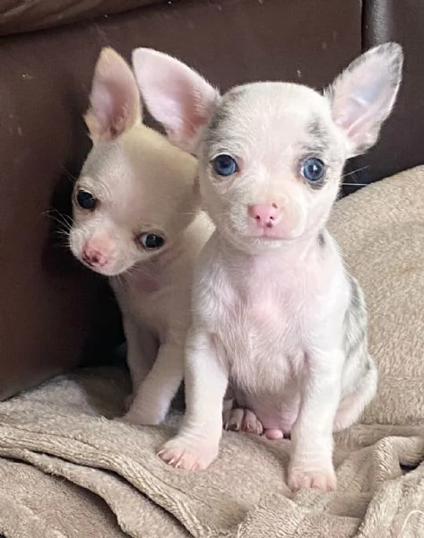 Cuccioli di Pomerania inestimabili | Foto 0