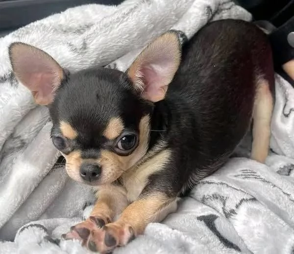 Cuccioli di chihuahua in vendita