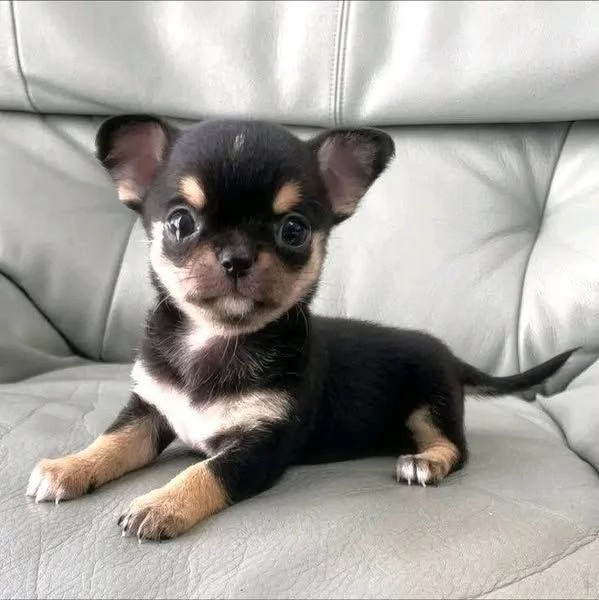 Cuccioli di chihuahua in vendita | Foto 1