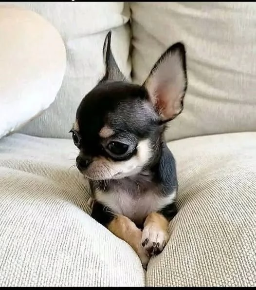 Cuccioli di chihuahua in vendita | Foto 0