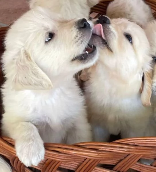 Cuccioli di Golden Retriever Maschio e Femmina