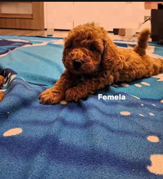 Cuccioli di barboncino bellissimi