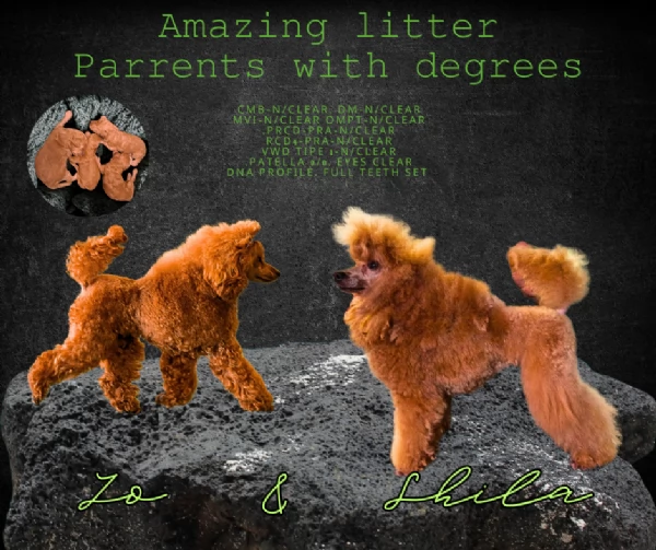 Cuccioli di barboncino bellissimi | Foto 2