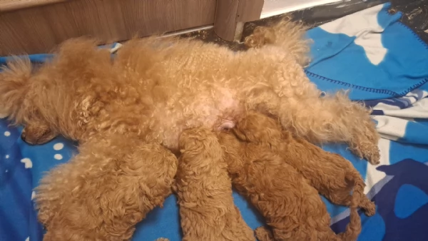 Cuccioli di barboncino bellissimi | Foto 1