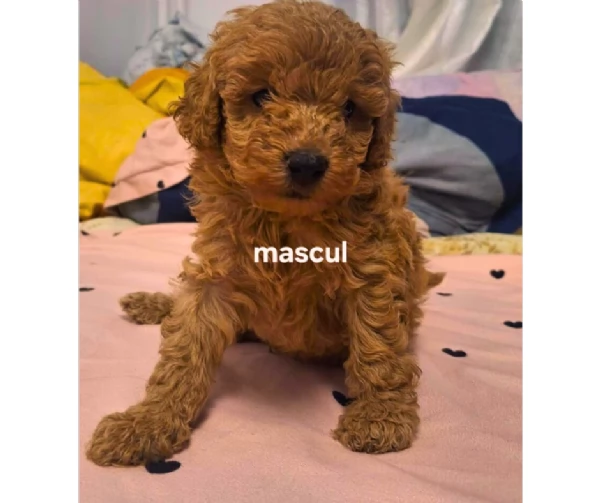 Cuccioli di barboncino bellissimi | Foto 0