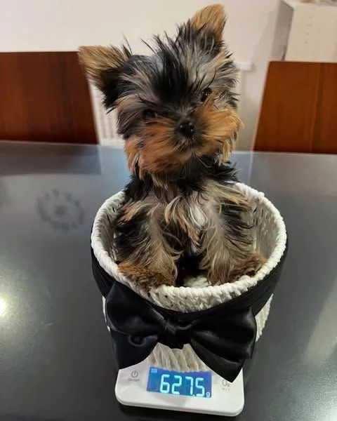 Condividi su Google In vendita