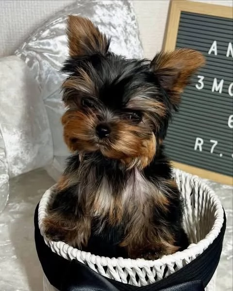 Condividi su Google In vendita | Foto 1