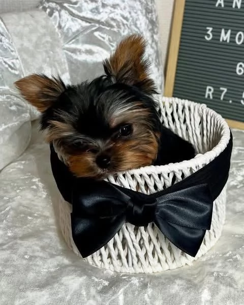 Condividi su Google In vendita | Foto 0