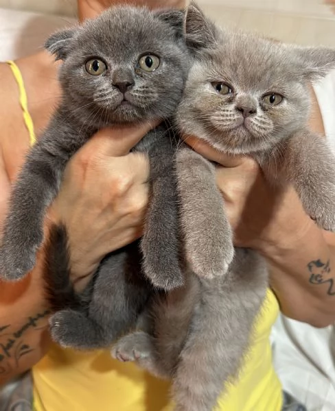 Gattini schottish  | Foto 1