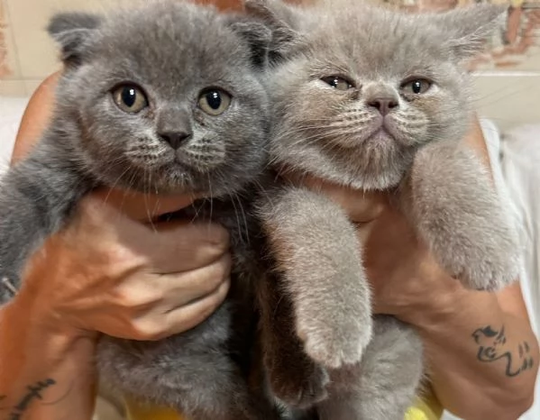 Gattini schottish  | Foto 0