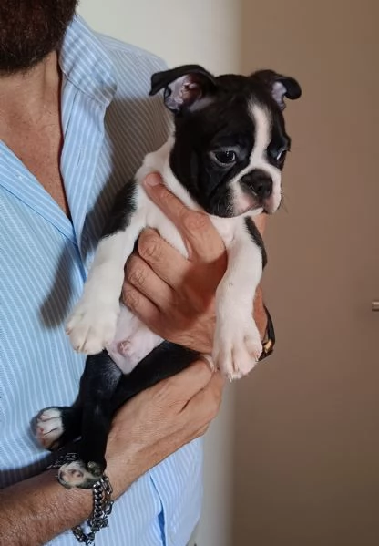 Boston Terrier 