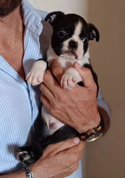 Boston Terrier  | Foto 0