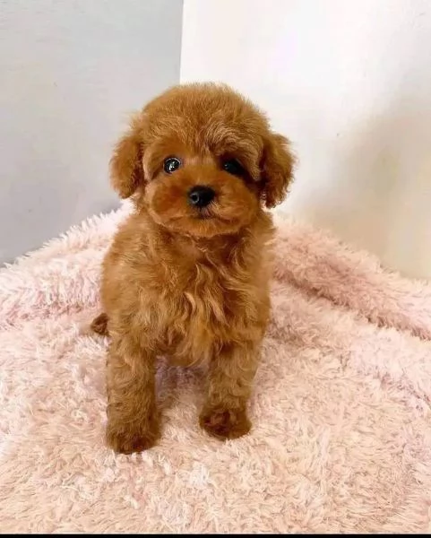 Cuccioli di Barboncini taglia piccola | Foto 1