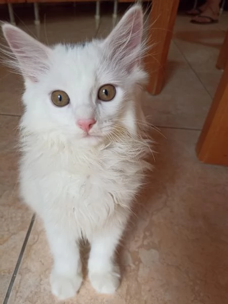 Gattini angora turco  | Foto 5