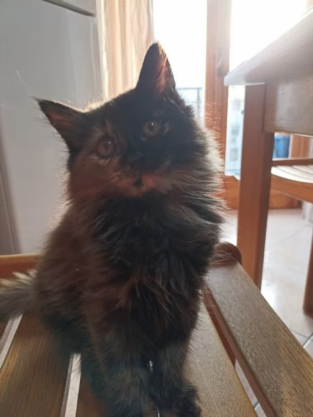 Gattini angora turco  | Foto 4