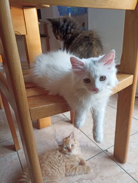 Gattini angora turco  | Foto 3