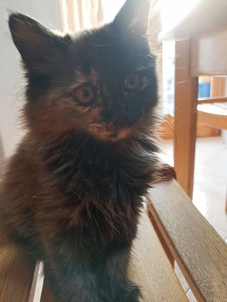 Gattini angora turco  | Foto 2