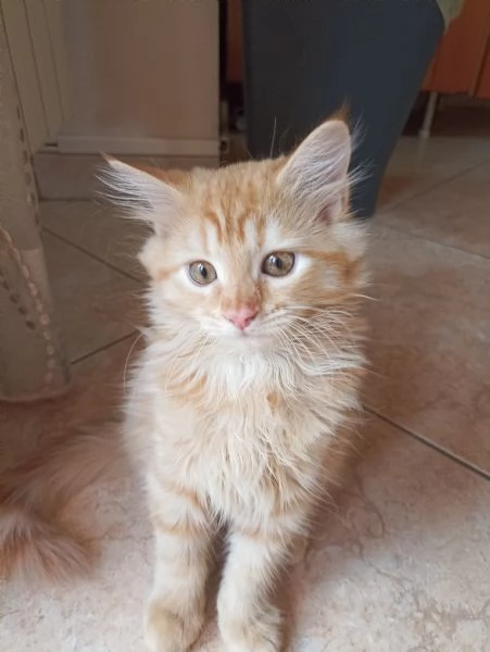 Gattini angora turco  | Foto 1