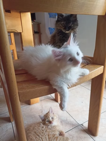 Gattini angora turco  | Foto 0