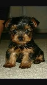 Regalo Cuccioli di Yorkie maschio e femmina in adozione