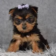 Regalo Cuccioli di Toy Yorkie  in adozione