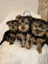 Regalo Cuccioli di Yorkie  sani in adozione