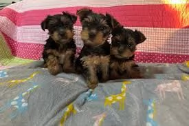 Regalo Cuccioli di Yorkie  vaccinati in adozione
