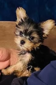 Regalo Adorabili cuccioli di Yorkie in adozione