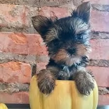 Regalo Cuccioli di yorkie  in adozione