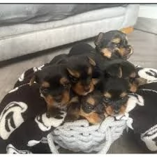 Regalo Cuccioli di Yorkie  di piccola taglia in adozione