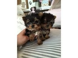 Regalo Cuccioli di Yorkie  affettuosi in adozione