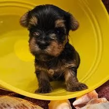 Regalo Fantastici cuccioli di Yorkie  in adozione
