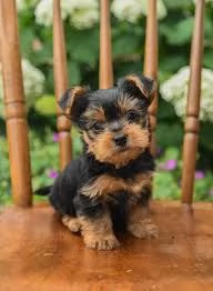 Regalo Cuccioli di Yorkie  disponibili per l'adozione