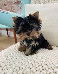 Regalo Cuccioli di Yorkie perfetti da adottare