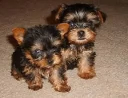 Regalo Cuccioli di Yorkie  ipoallergenici in adozione