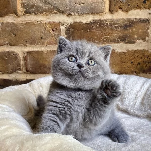 British shorthair maschio e femmina