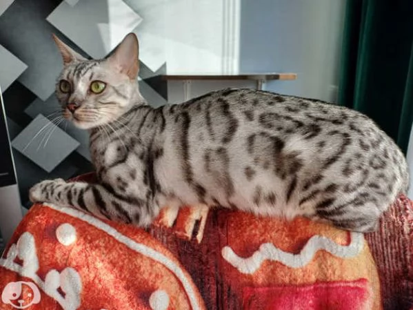 Gattini Bengala con pedigree ANFI | Foto 3