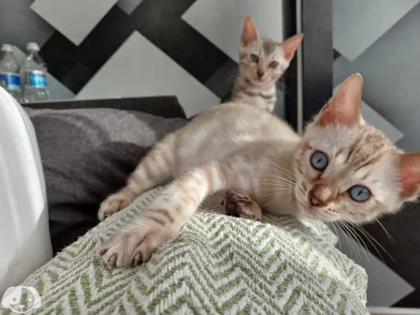 Gattini Bengala con pedigree ANFI | Foto 1