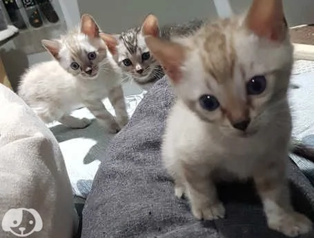 Gattini Bengala con pedigree ANFI | Foto 0