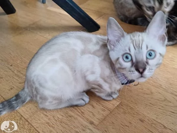 Gattini Bengala con pedigree ANFI | Foto 1