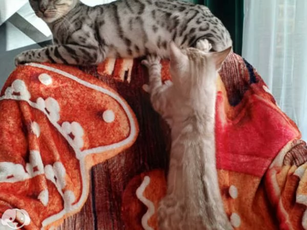 Gattini Bengala con pedigree ANFI | Foto 5