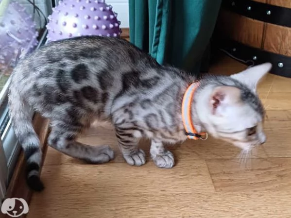 Gattini Bengala con pedigree ANFI | Foto 4