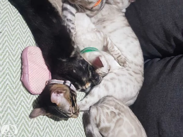 Gattini Bengala con pedigree ANFI | Foto 2