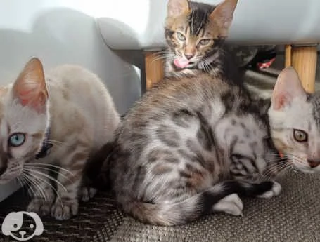 Gattini Bengala con pedigree ANFI | Foto 0