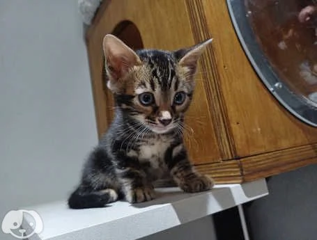 Gattini Bengala con pedigree ANFI