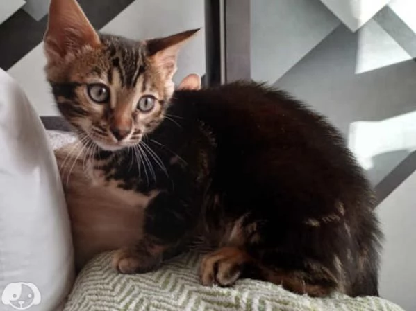 Gattini Bengala con pedigree ANFI | Foto 2