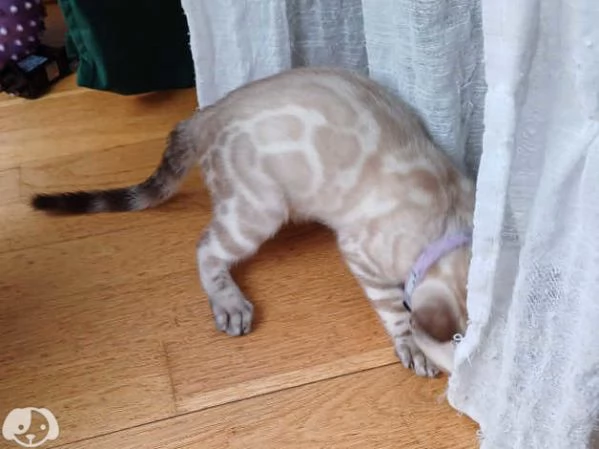 Gattini Bengala con pedigree ANFI | Foto 1