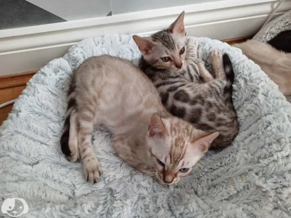 Gattini Bengala con pedigree ANFI | Foto 0