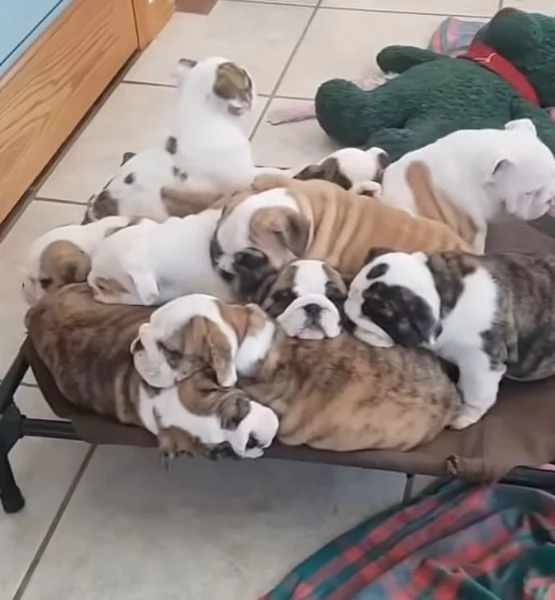 Bulldog Inglese (cuccioli maschio e femmina) | Foto 0